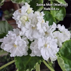 Зайка Моя (Макуни)